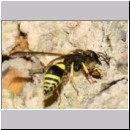 F-Ancistrocerus sp w13 beim Nestbau-Lehm wird im Rueckwaertsflug weggeschafft.jpg